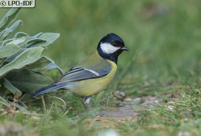 Mésange charbonnière
