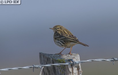 Pipit farlouse