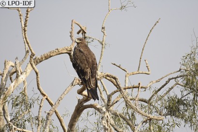 Aigle des steppes