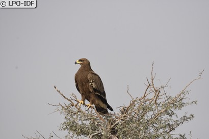 Aigle des steppes