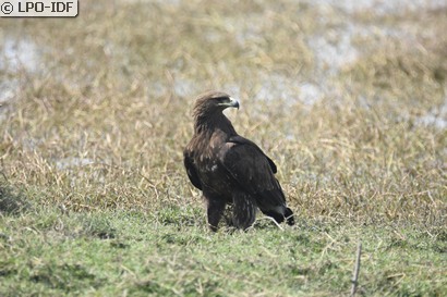 Aigle criard