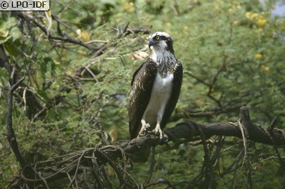 Balbuzard pêcheur