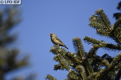 Bec-croisé des sapins