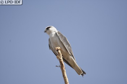 Elanion blanc