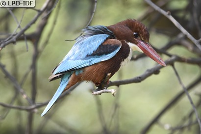 Martin-chasseur de Smyrne