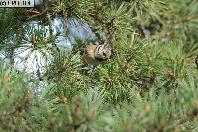 Mésange huppée