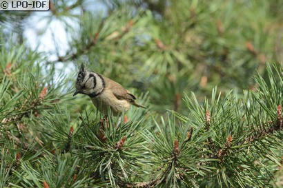 Mésange huppée