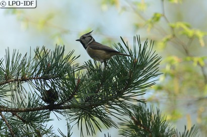 Mésange huppée