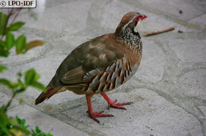 Perdrix rouge