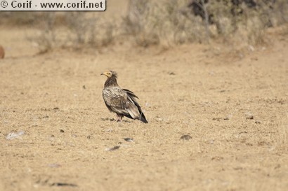 Vautour percnoptère