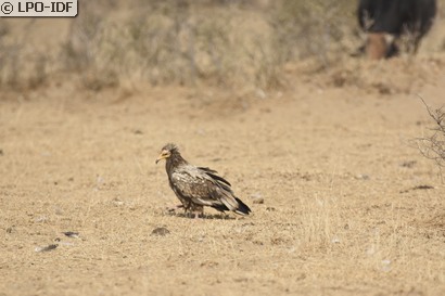 Vautour percnoptère