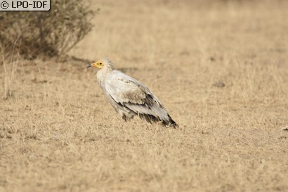 Vautour percnoptère