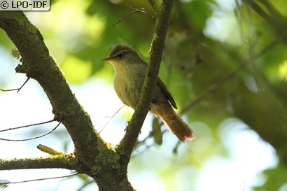 Bouscarle de Cetti