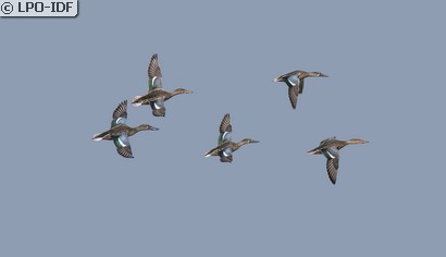 Canard souchet