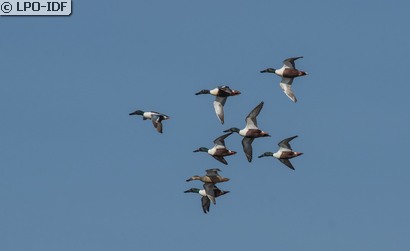 Canard souchet
