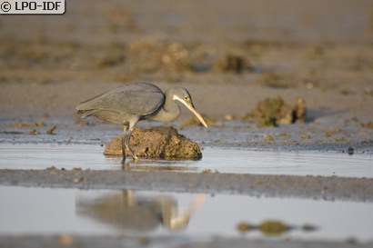Aigrette des récifs