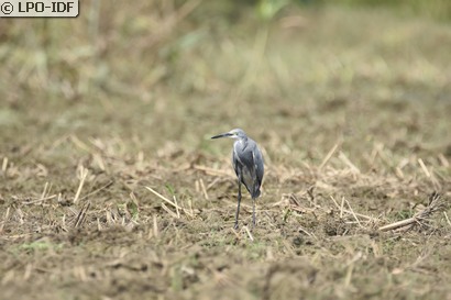 Aigrette des récifs