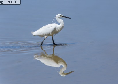 Aigrette garzette