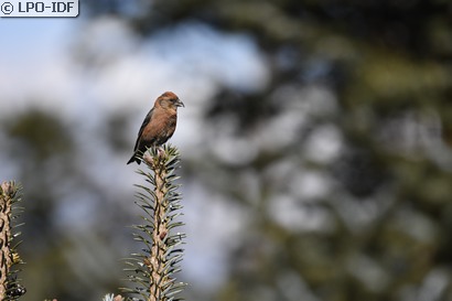 Bec-croisé des sapins