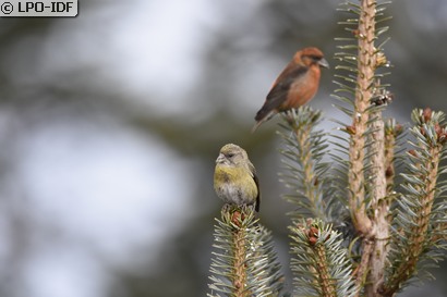 Bec-croisé des sapins