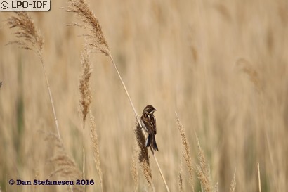 Bruant des roseaux