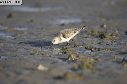 Bécasseau sanderling