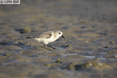 Bécasseau sanderling