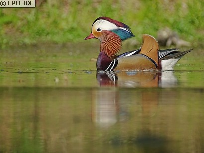 Canard mandarin