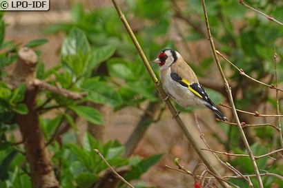 Chardonneret élégant