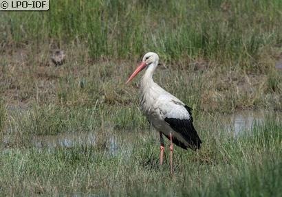 Cigogne blanche