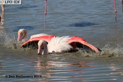 Flamant rose