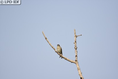 Moineau à gorge jaune