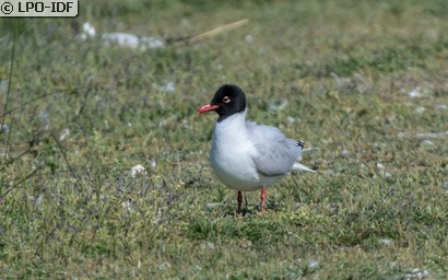 Mouette mélanocéphale
