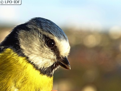 Mésange bleue