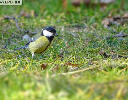 Mésange charbonnière