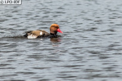Nette rousse