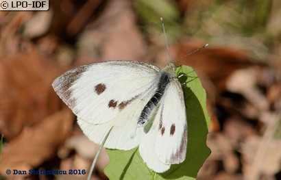 Piéride du chou