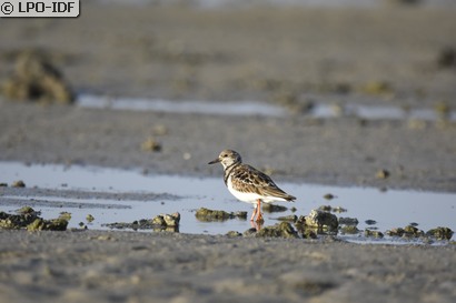 Tournepierre à collier