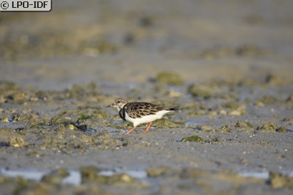 Tournepierre à collier