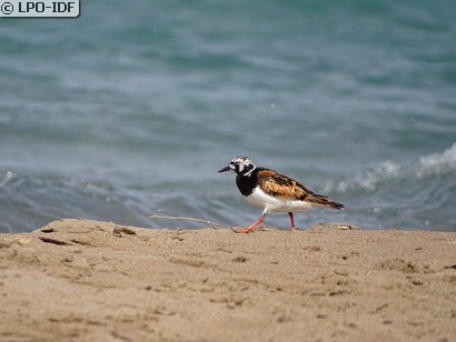 Tournepierre à collier