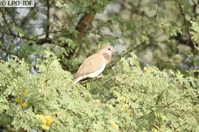 Tourterelle maillée