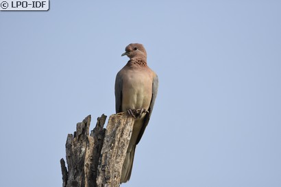 Tourterelle maillée