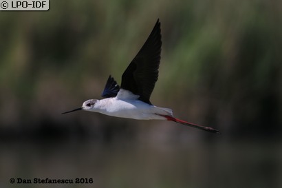 Échasse blanche