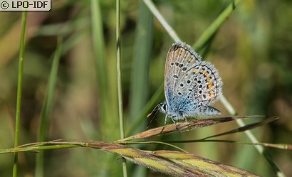 Azuré des coronilles