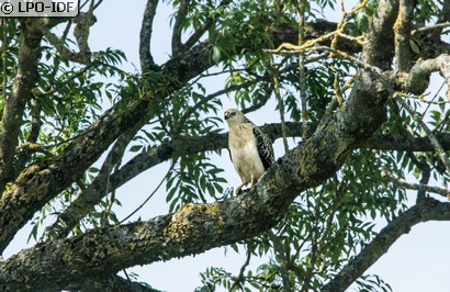 Buse variable