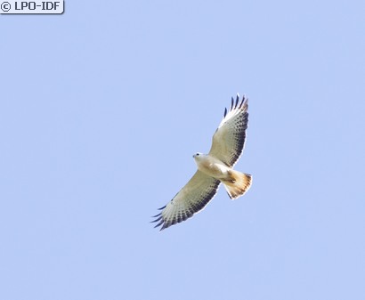 Buse variable