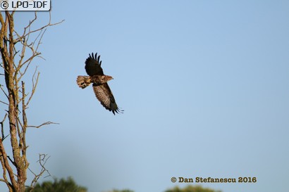 Buse variable