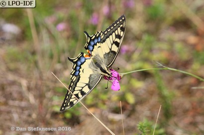 Machaon