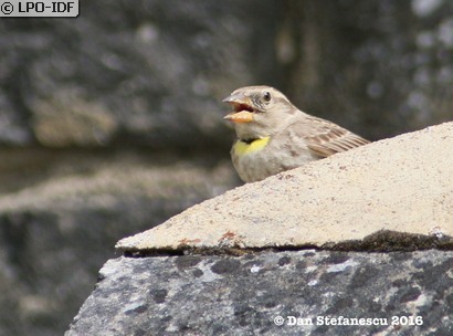Moineau soulcie
