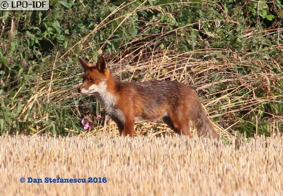 Renard roux